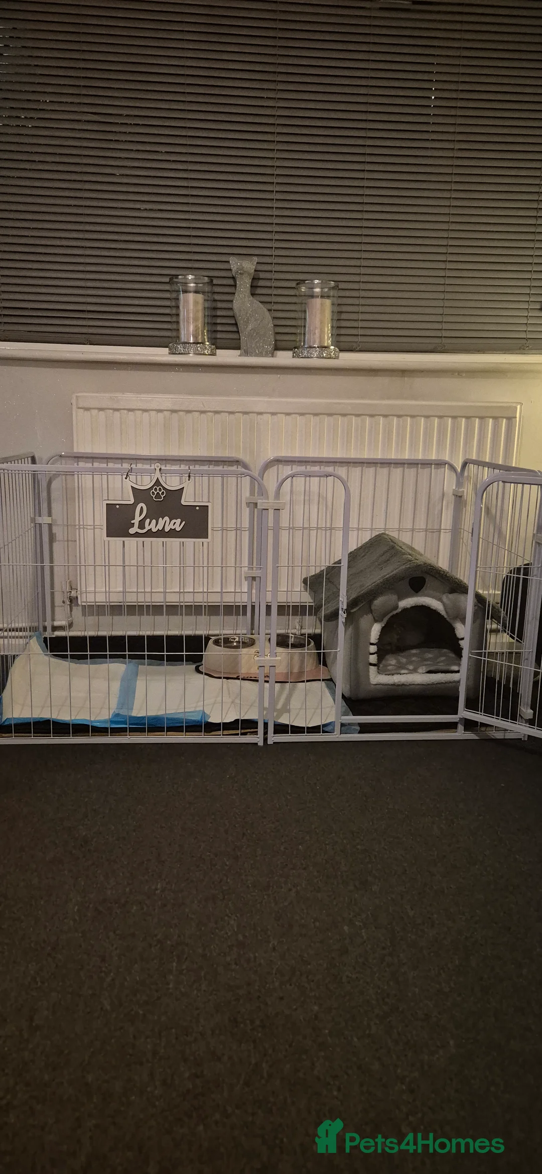 Pomchi dogs for sale:  Pom-Chi Puppy – 8 Weeks Old  - Advert 2