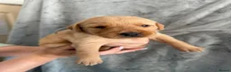 Labrador Retriever dogs for sale: Labrador Puppies Looking For Their Forever Homes  - Advert 10