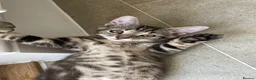 Mixed Breed cats for sale: Half Bengal Kitten  - Advert 7