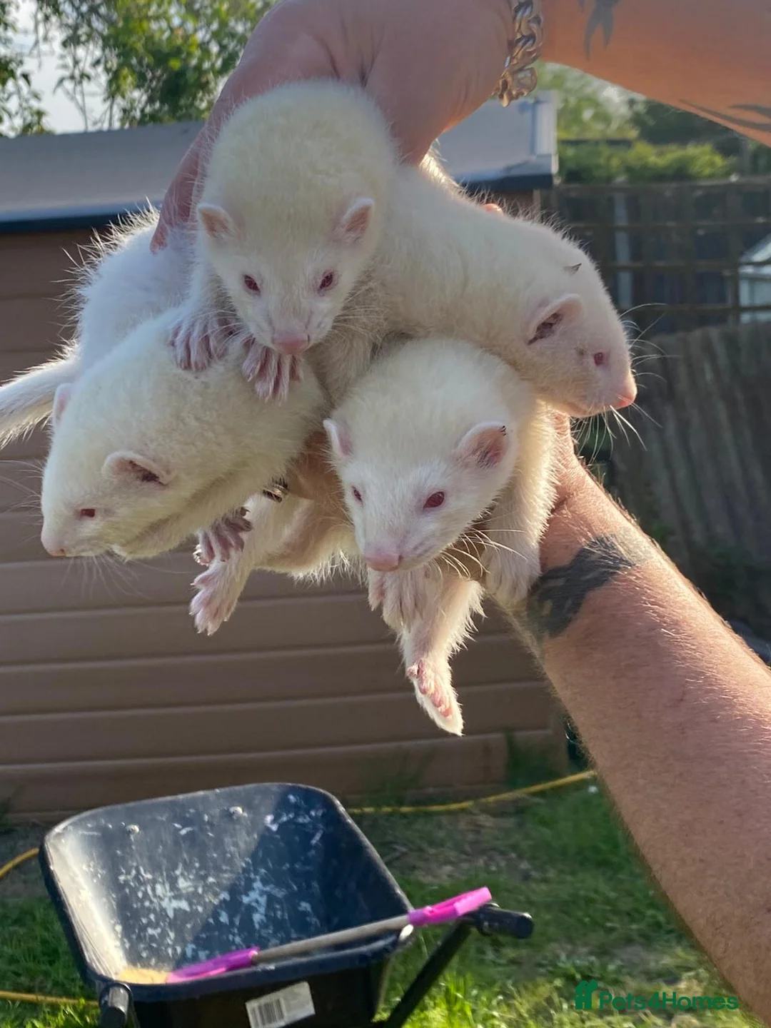 Ferret rodents for sale: Ferrets for sale - Advert 1