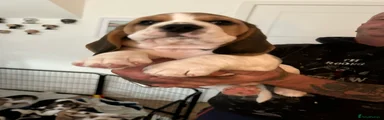 Beagle 3