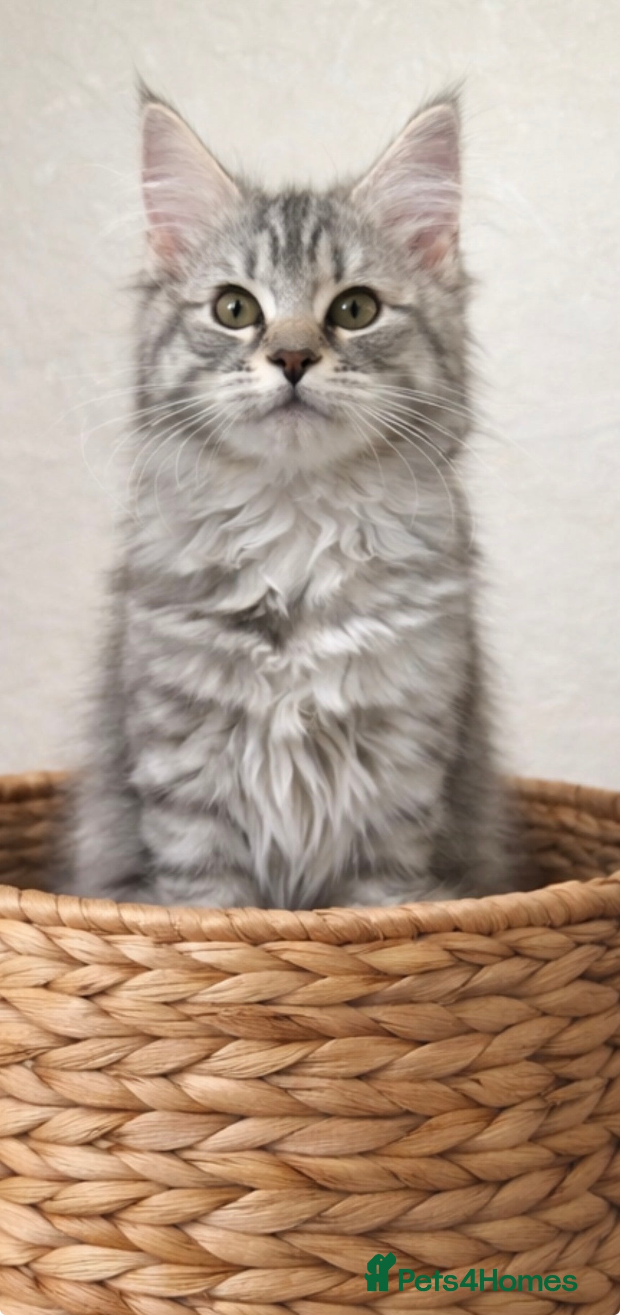 Maine Coon cats  SEVERAL LITTERS AVAILABLE  - Advert 14