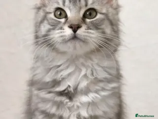 Maine Coon cats SEVERAL LITTERS AVAILABLE - Advert 14