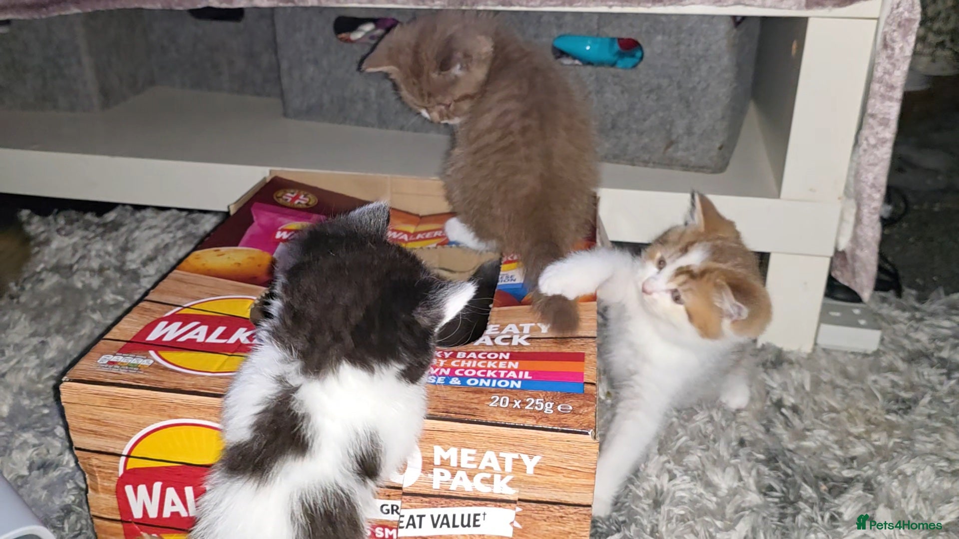 Munchkin cats Munchkin kittens - Advert 5