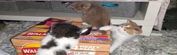 Munchkin cats for sale: Munchkin kittens - Advert 2