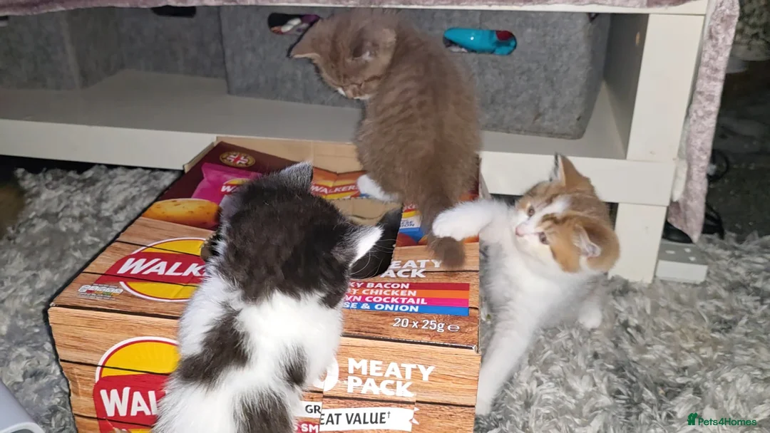 Munchkin cats for sale: Munchkin kittens - Advert 2