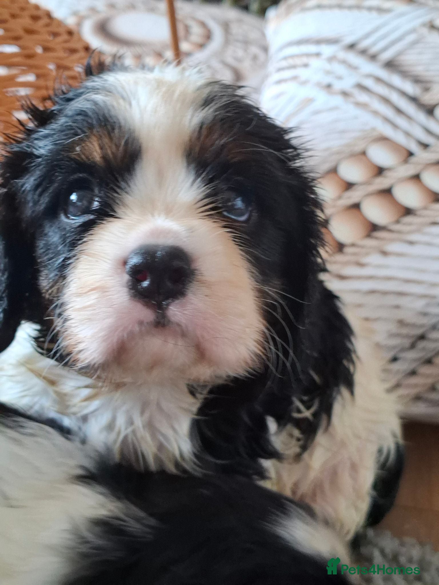 Cavalier King Charles Spaniel dogs 2 Tricolour Boys & 1 Blenheim Girl - Advert 1