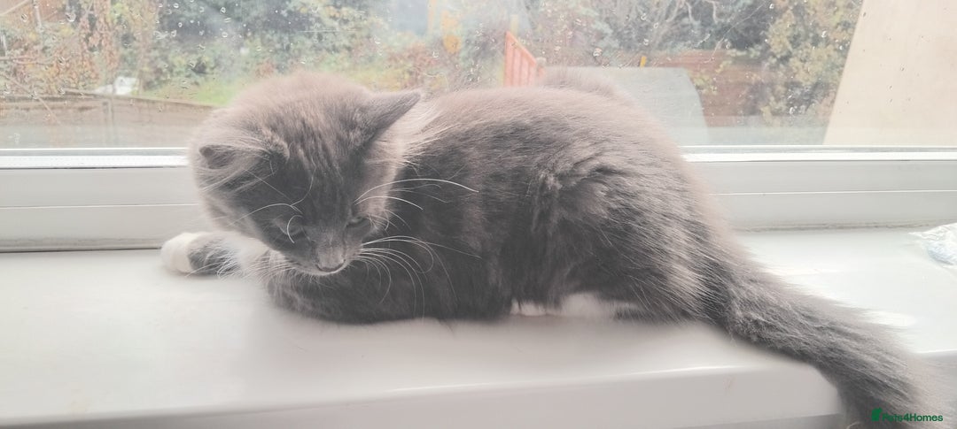 Domestic Shorthair cats for sale: Kittens for sale urgent - Advert 6