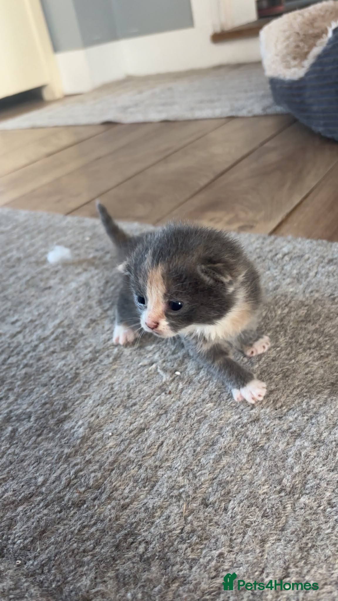 Mixed Breed cats for sale: Gorgeous tri coloured kittens - Advert 7