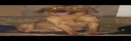 Labrador Retriever dogs for stud: Red lab for stud  - Advert 3