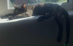 Mixed Breed cats for sale: Sweet little kitten - Image 7