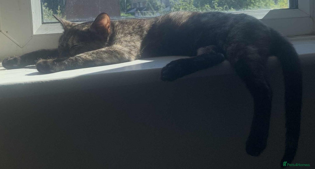 Mixed Breed cats for sale: Sweet little kitten - Image 7