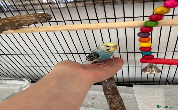 Budgerigars birds - Advert 1