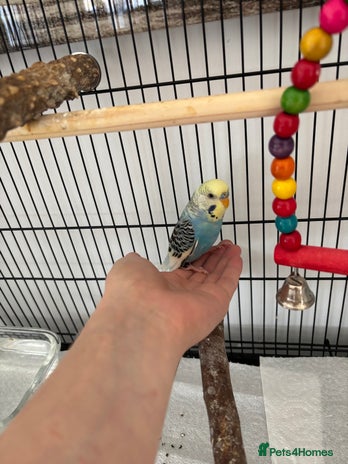 Budgerigars birds - Advert 2