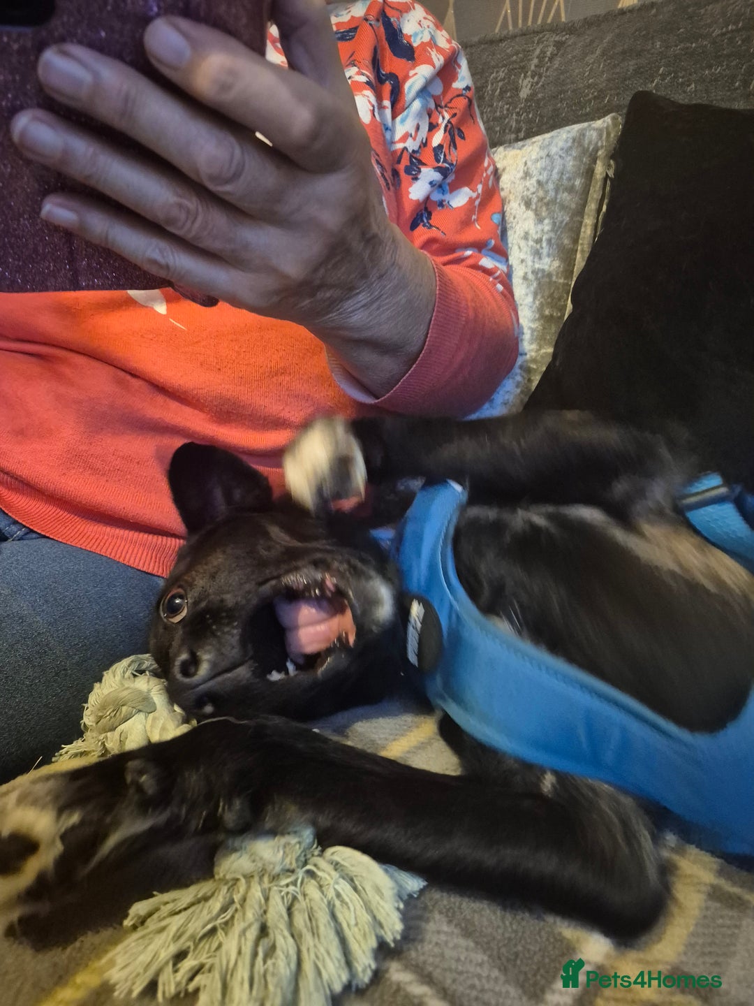 Mixed Breed dogs for adoption: PUPI!  - Advert 3