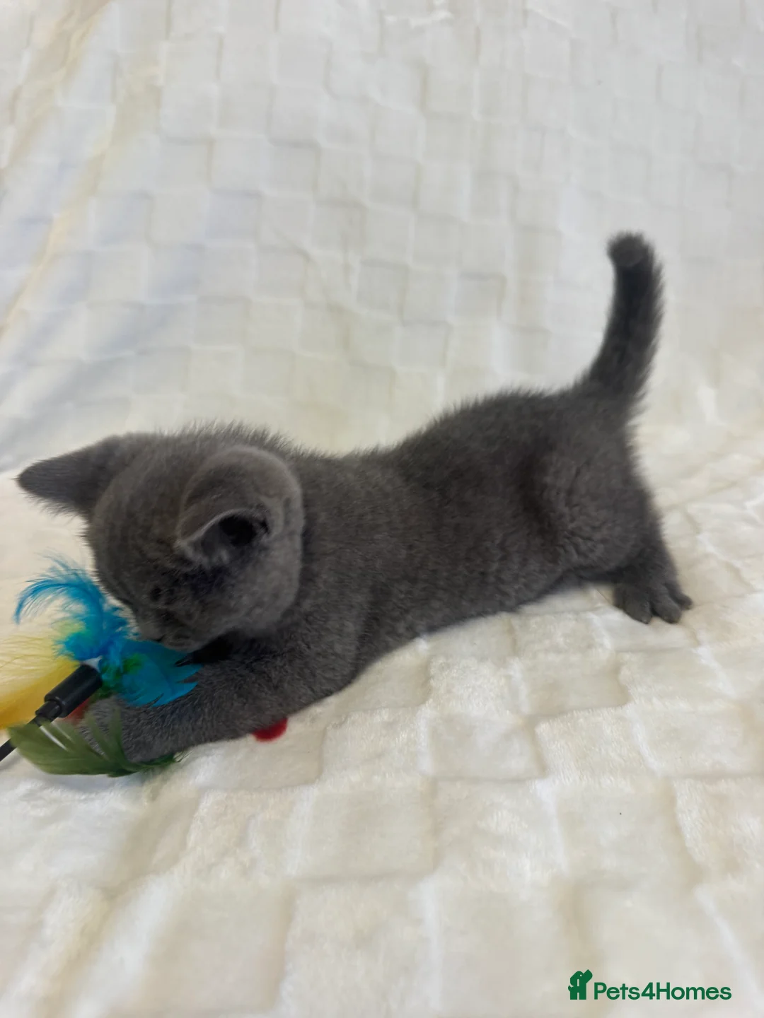 British Shorthair cats for sale: Beautiful British Blue Shorthair Kittens  - Advert 25