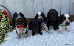 Cocker Spaniel dogs for sale: show type cocker spaniels puppies * ready now  - Image 10