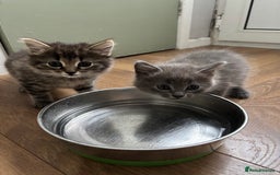 Mixed Breed cats for sale: 2 beautiful kittens  in Clevedon - Image 1