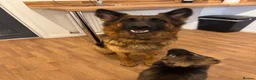 German Shepherd dogs for sale: Female long hair Germany shepherd pup - Advert 5