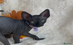 Sphynx cats for sale: 7 adorable Sphynx  looking for their forever home - Image 5