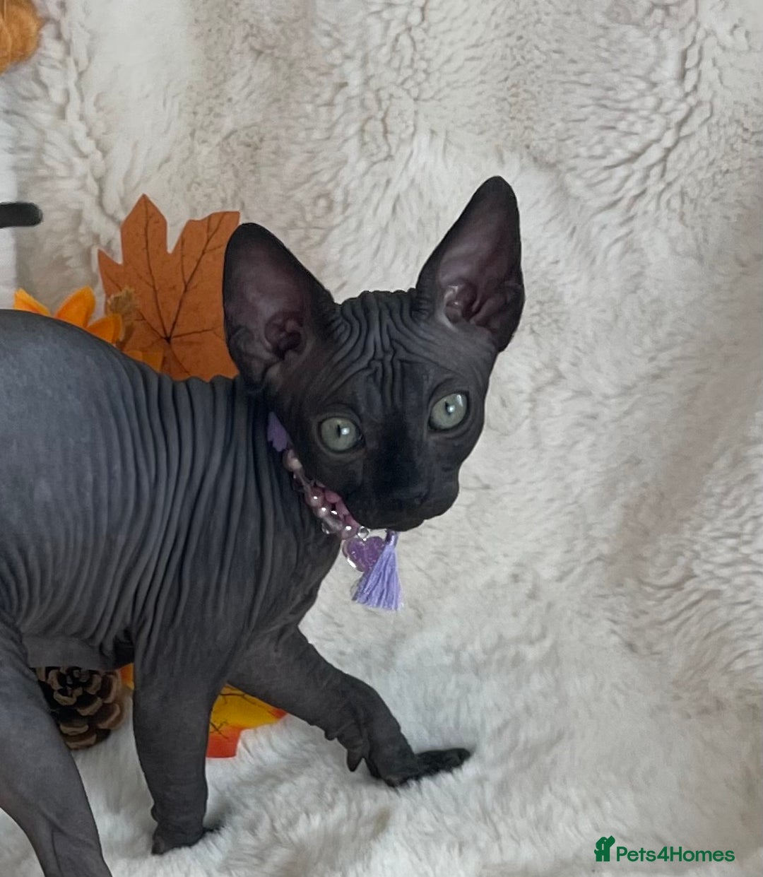Sphynx cats for sale: 7 adorable Sphynx  looking for their forever home - Image 5