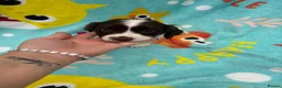 Sprocker dogs for sale: Sprocker spaniel puppies  in St. Neots - Advert 6