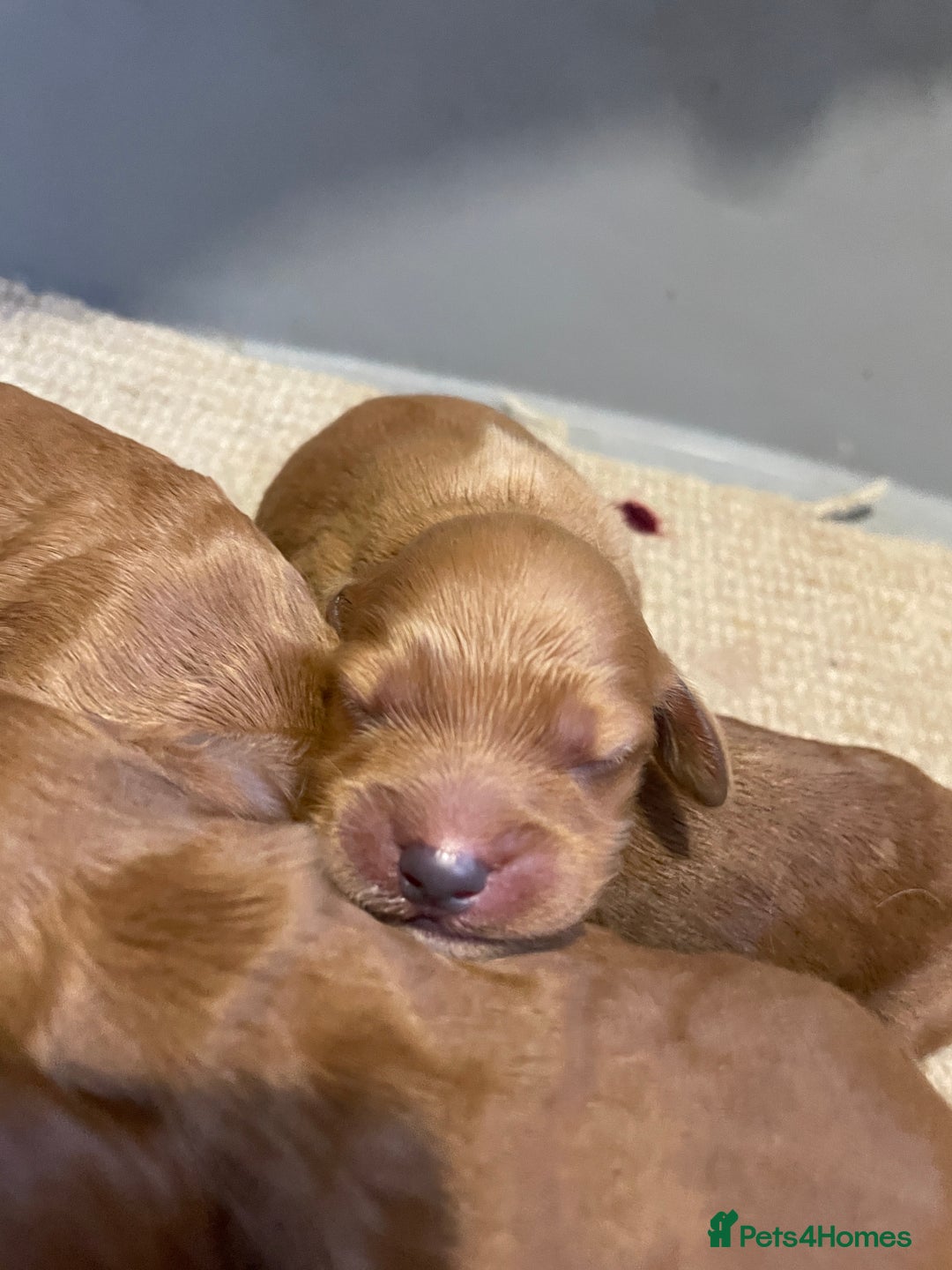 Cockapoo dogs for sale: F1 Purebed Red cockapoo 5 ⭐️ genetics & health - Image 16