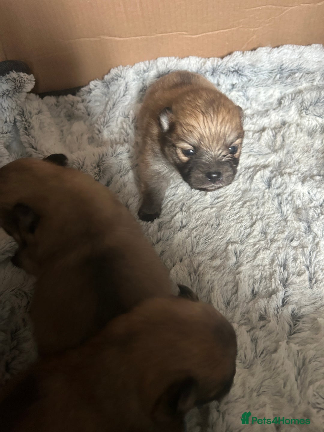 Pomeranian dogs for sale: 4 tiny teddy faced Pomeranian baby’s.  - Image 2