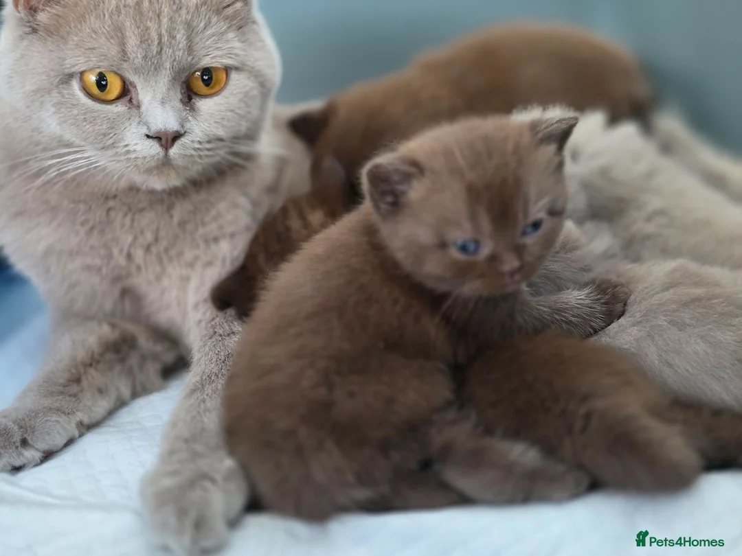 British Shorthair cats for sale: 1 left-female-Chocolate BSH kitten - Advert 2