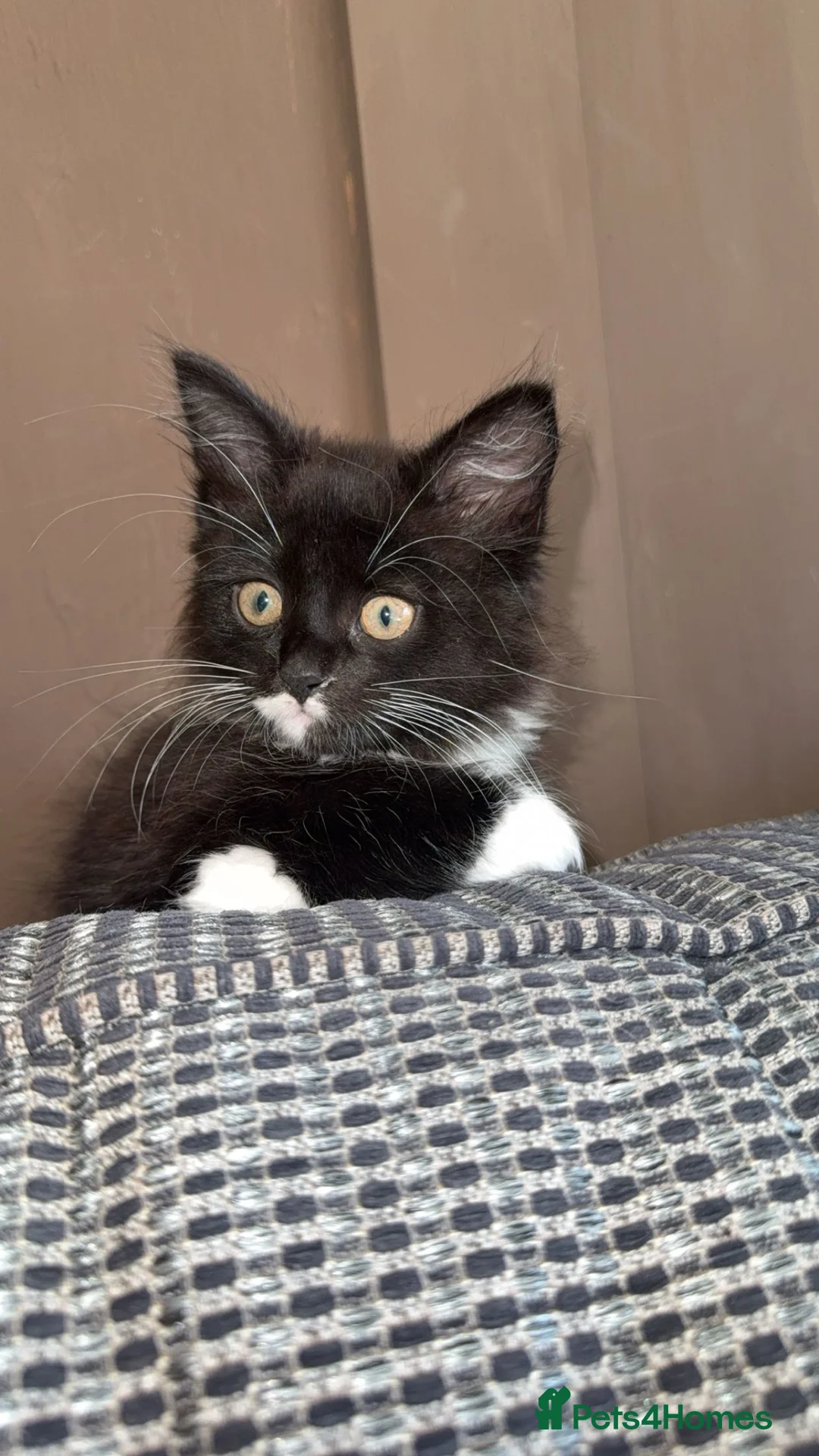 Mixed Breed cats for sale: Female long haired kitten - Advert 2