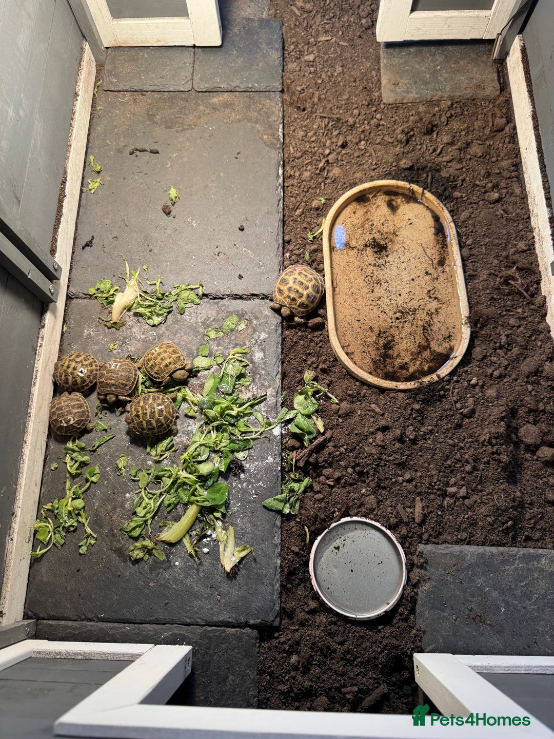 Tortoise reptiles for sale: Tortoise  - Image 2