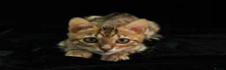 Bengal cats for sale: 🔥Beautiful Bengal girl available🔥 - Advert 16