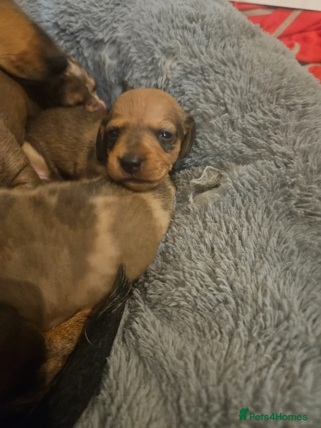 Miniature Dachshund dogs for sale: **Only 2 sweet boys left** - Advert 12