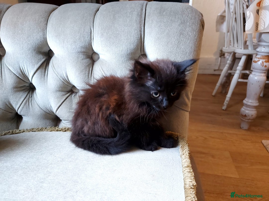 Mixed Breed cats for sale: Amazing fluff balls - Image 8