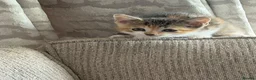 Mixed Breed cats for sale: Female kitten  in Bedworth - Advert 2