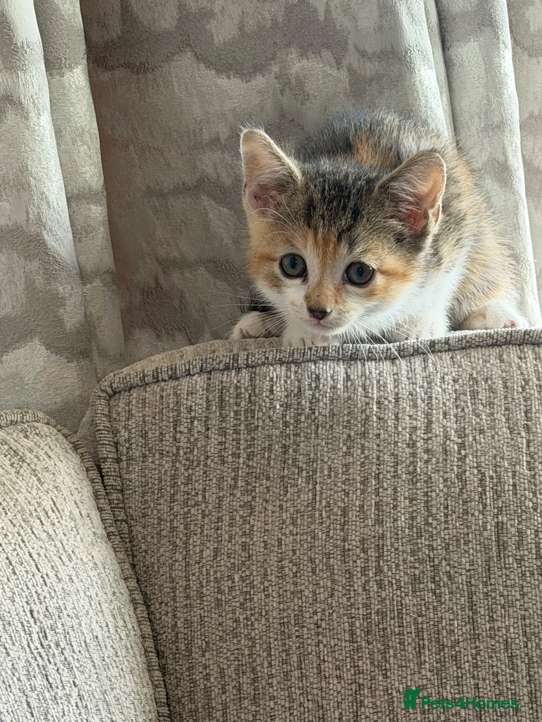 Mixed Breed cats for sale: Female kitten  in Bedworth - Advert 2