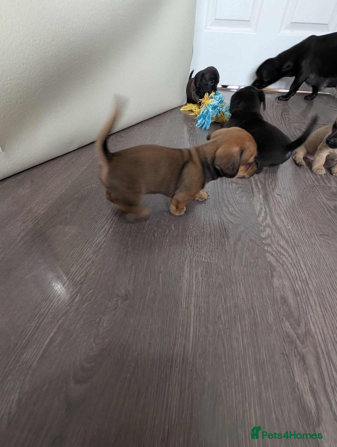 Dachshund dogs for sale: Dachshund x puppies male 2x long haired  - Image 5