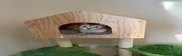 Bengal cats for sale: None active tica bengal  - Advert 2
