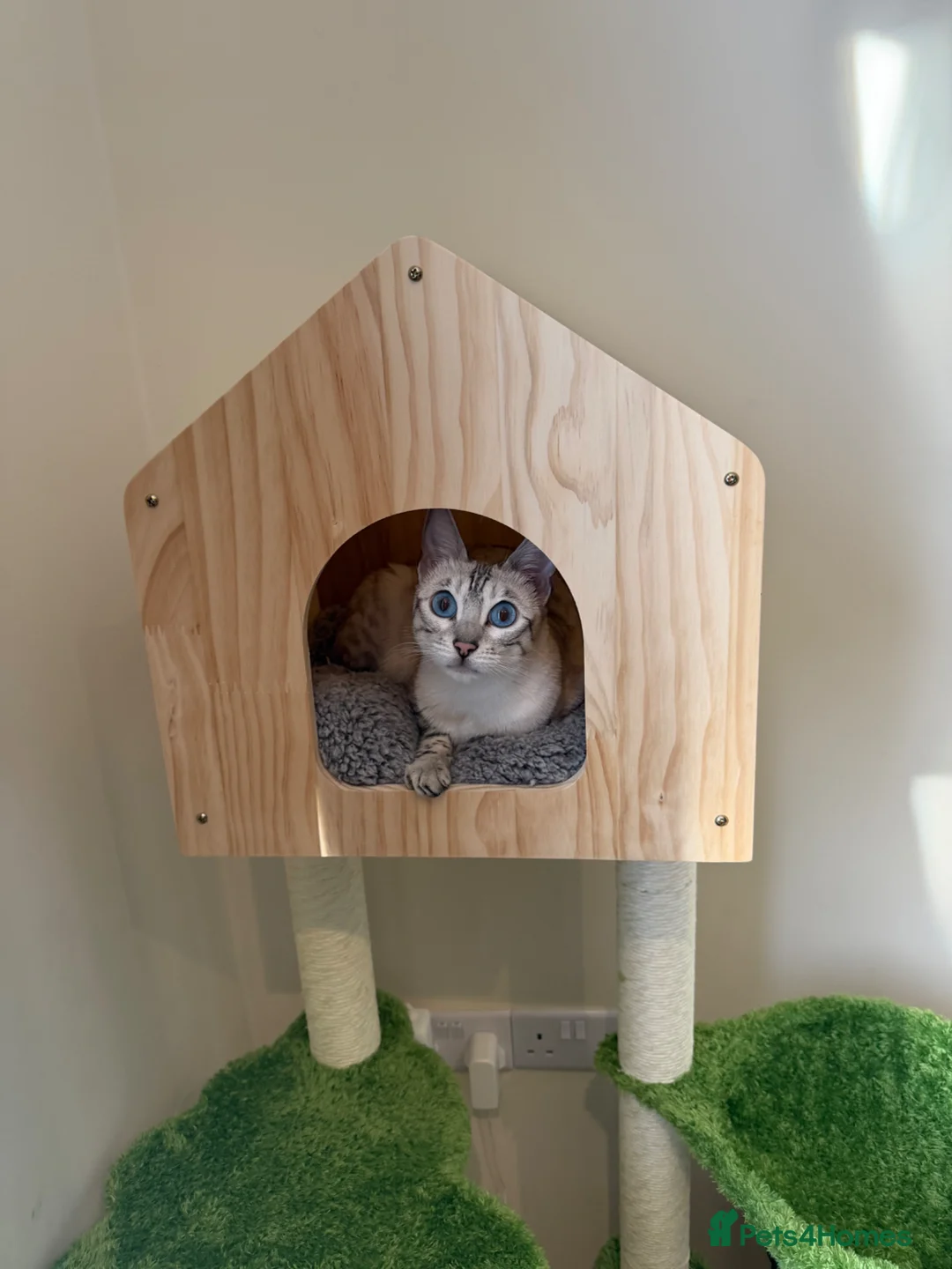 Bengal cats for sale: None active tica bengal  - Advert 2