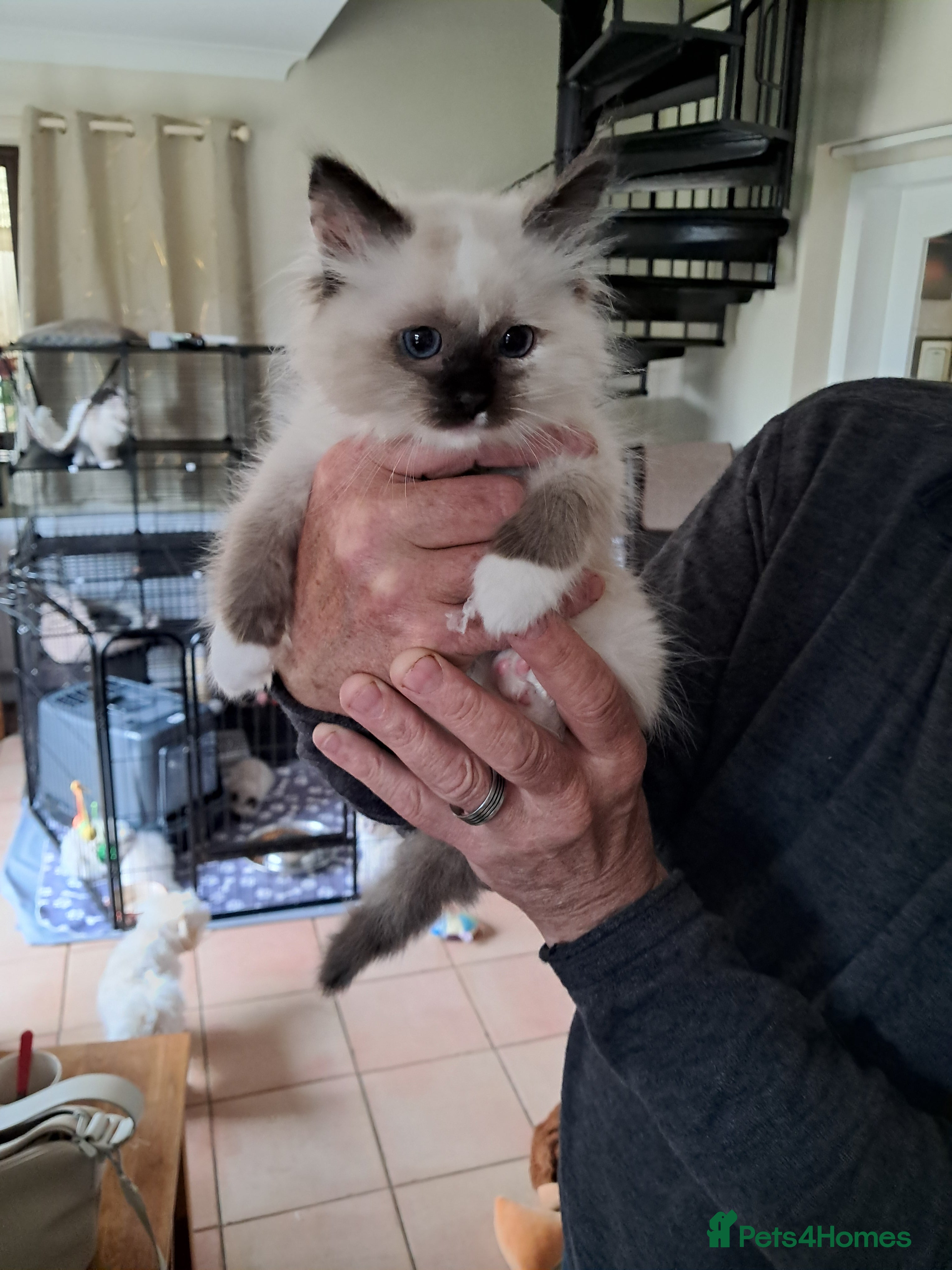 Ragdoll cats GCCF registered Ragdoll kittens  - Advert 2