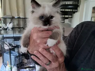 Ragdoll cats GCCF registered Ragdoll kittens - Advert 2