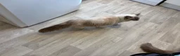 Ragdoll cats for sale: Beautiful Ragdoll female cats - Advert 4