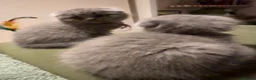 British Shorthair cats for sale: Beautiful Blue & Lilac British Shorthair Kittens - Advert 13