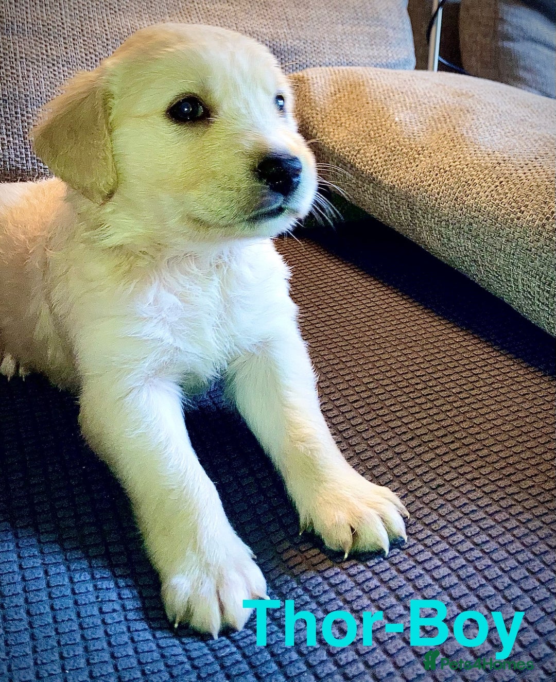Mixed Breed dogs for sale: Golden retriever cross welsh collie  - Image 6