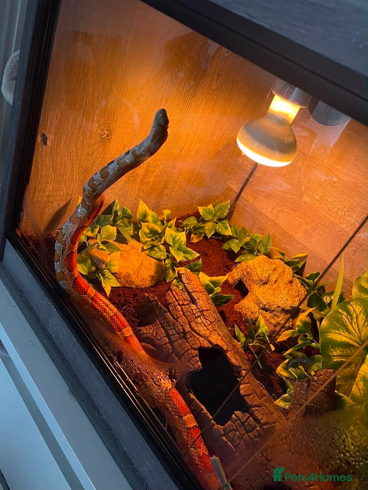 Corn Snake reptiles 3year old cornsnake for sale - Advert 9