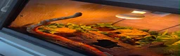 Corn Snake reptiles for sale: 3year old cornsnake for sale - Advert 1