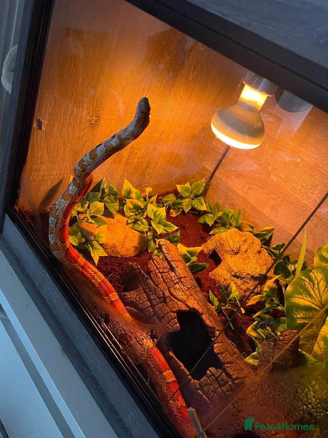 Corn Snake reptiles for sale: 3year old cornsnake for sale - Advert 1