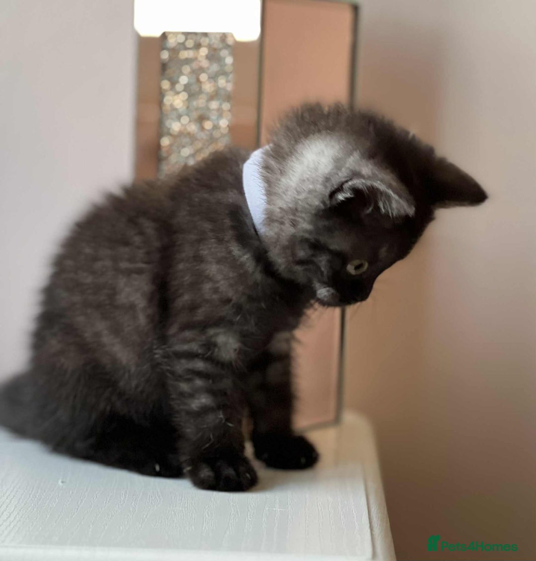 British Shorthair cats for sale: British Shorthair kittens - Image 19