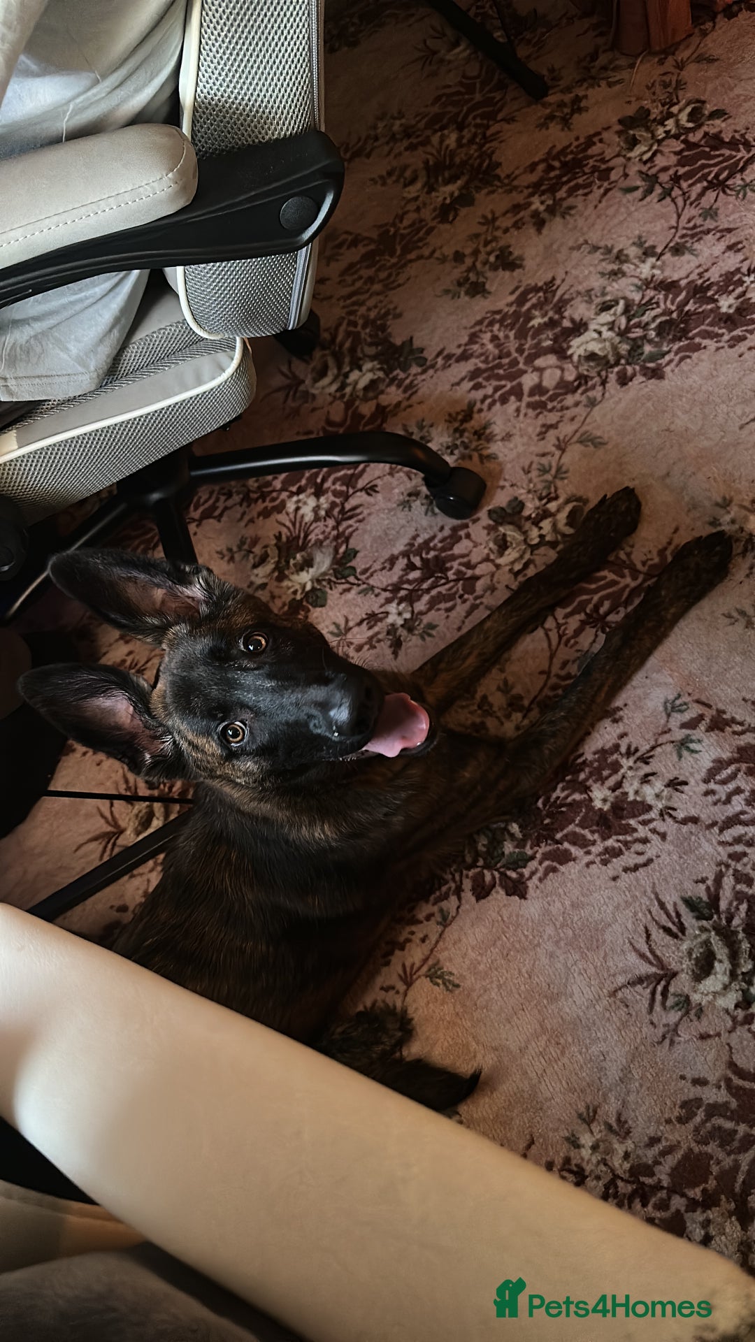 Mixed Breed dogs for sale: PENDING MEET & GREET - Lurcher X German Shepard  - Advert 1