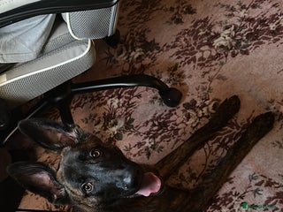 Mixed Breed dogs Lurcher X German Shepard 7 month old pup - Advert 1